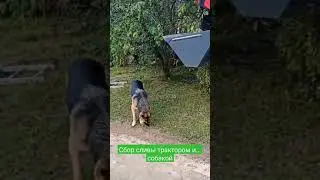 Собака сборщик сливы