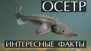 Осетровые -  интересные факты