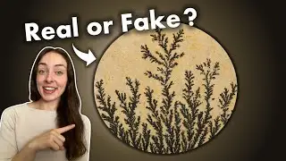 True Fossils vs Pseudofossils (How to Recognize Pseudofossils) | GEO GIRL