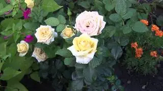 Flowers Footage Rose - футаж 1080 садовые цветы Розы