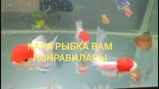 Какая рыбка вам понравилась! Как проходит карантин новой рыбки, первые дни! Будни аквариумов!