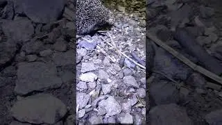 Ночной гость.