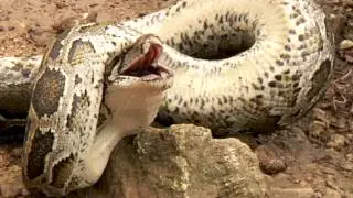 Python eats Rat Alive 01, Time Lapse Speed 01