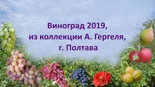 @Виноград 2019 из коллекции А  Гергеля