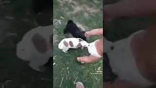 Нападение 🤣😍#интересно#короткие#видео#собаки#дети