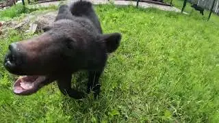 Дуся любит халяву.