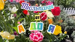 Посадка,удобрение,хранение тюльпанов