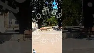 🌳🌳🕊️🕊️🕊️🕊️🕊️