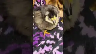 baby chickens 