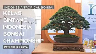 Kelas Bintang Pameran dan Kontes Bonsai 