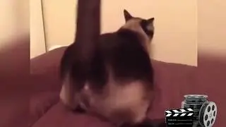 Коты танцуют