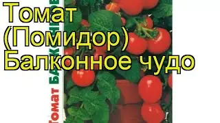 Томат Балконное чудо (Balkonnoe chudo). Краткий обзор, описание характеристик, где купить семена