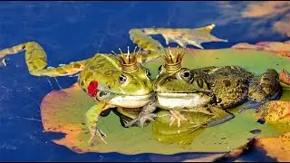 The Frog Prince Kiss