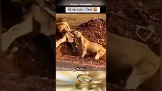 Жинкин Лев 🦁