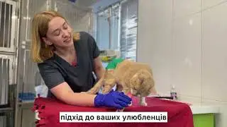 Ексвет - клініка, дружня до котів