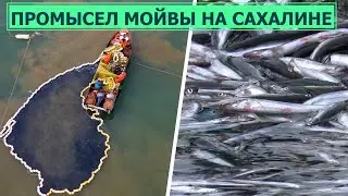 Промысел мойвы на Сахалине. В Томаринском районе промышленники установили несколько десятков станов