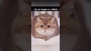 молчать я сказал! #cat #хочуврек