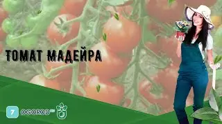 Томат Мадейра