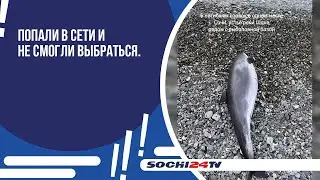 Попали в сети и не смогли выбраться.