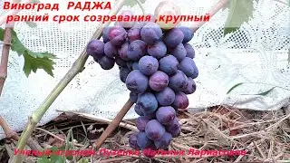 Виноград РАДЖА- огромные ягоды и крупные грозди, ранний. (Пузенко Наталья Лариасовна)