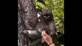детёныша ленивца родителю.m