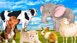 Farm animal colors - Cow, Dog, Rabbit, Sheep, Pig - Animal moments