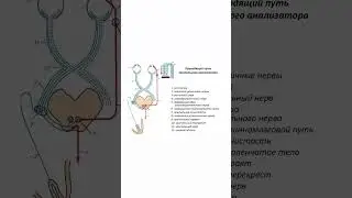 Почему зевота заразительна? #биология #егэ #егэ2023 #огэ #biology #shorts