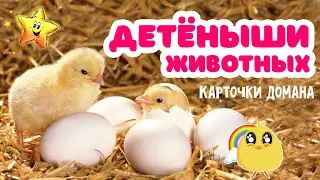 Детёныши животных и их звуки - Учим животных | Карточки Домана | Развивающие мультики