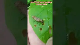 firefly larvae feeding on snail.