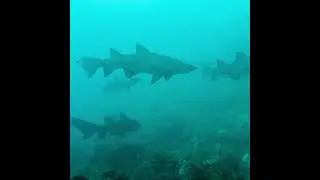 Scuba Diving with Grey Nurse Sharks