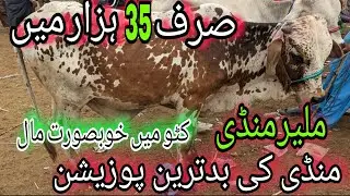 Malir Mandi Me 2024 Ka Mal Agaya |Karachi Cattle Rates Update 4-August-2023 | Season Bakra Eid 2024