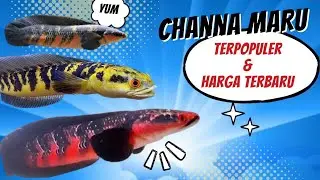 THE MOST POPULAR Type of Channa Maru Fish/Snakehead and its LATEST PRICES