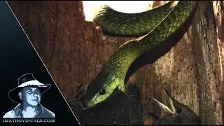 Jameson's Mamba Eats Birds 01 Footage