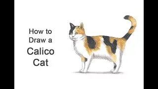 How to Draw a Cat (Calico)