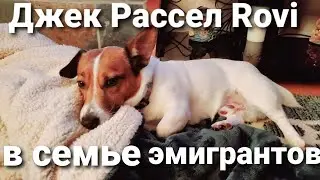 Джек Рассел терьер Коротконогий/ Собачья Жизнь/ Проказник.
