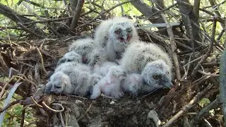 Restless bird life - Bird paradise