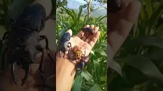 4 species of horn beetles