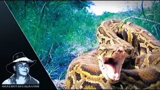 Aggressive Pythons 04 Footage