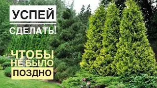 Уход за хвойными в конце лета. Болезни и вредители погибнут вмиг!