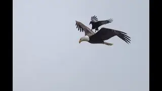 Необычное