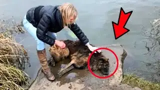 They tied a large stone to the dog and threw it into the water! But at the last moment...