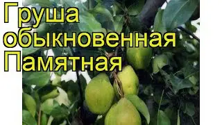 Груша обыкновенная Памятная. Краткий обзор, описание характеристик pyrus communis Pamiatnaia