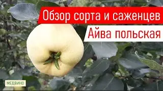 Айва Польская обзор сорта и саженцев