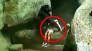 The gorilla took the tourist to her lair. What she did to her is shocking!
