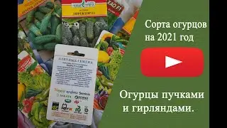 Сорта огурцов на 2021 год. Огурцы пучками и гирляндами.