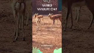 Wild Harmony Celebrating World Wildlife Day with Deer