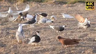 TV for cats to watch | Beautiful colorful cooing Birds in the field ( 8 hour 4k UHD)