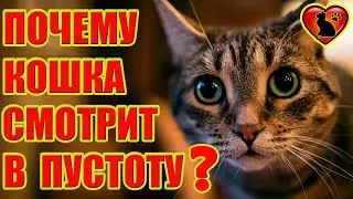 Почему Кошка Смотрит На Пустую Стену?! Почему Кошка Сидит в Углу? Почему Кошка Смотрит В Пустоту?