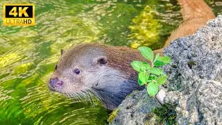 Baby Animals 4K - The Magical World Is Like A Melodic Song Of Baby Animals With Relaxing Music