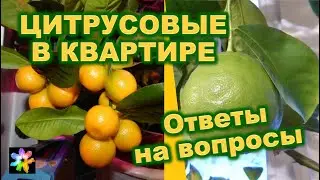 🍋 #1 Growing experience of citrus fruits in an apartment